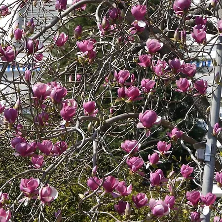 Casa Rabissale לוקרנו