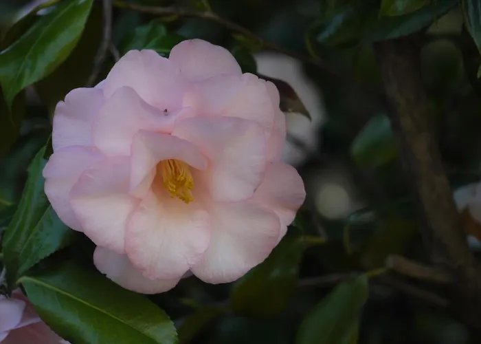 Casa Rabissale * Locarno