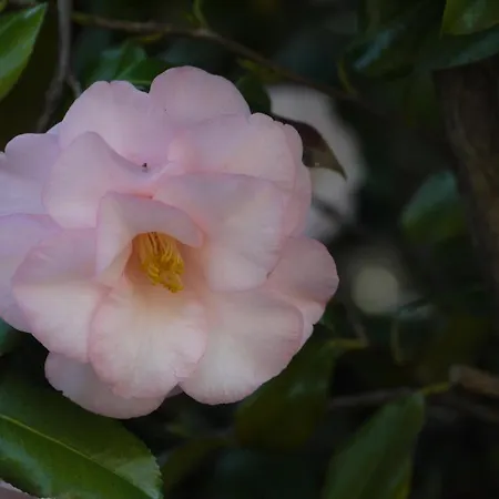 Casa Rabissale * Локарно